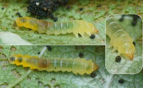 Réf. 214 886 : Phyllonorycter sp.